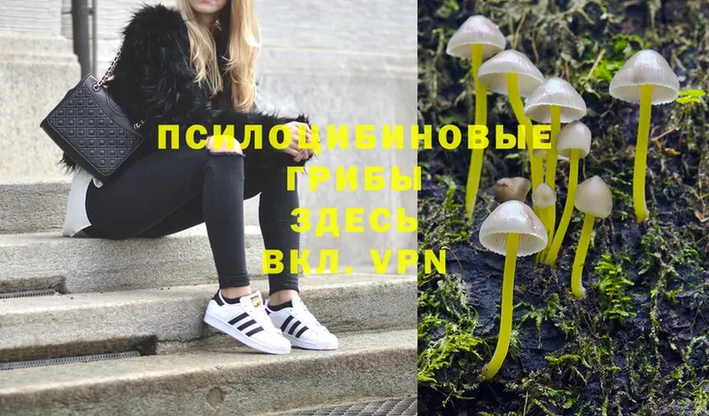 хочу наркоту  Гороховец  Псилоцибиновые грибы Psilocybine cubensis 